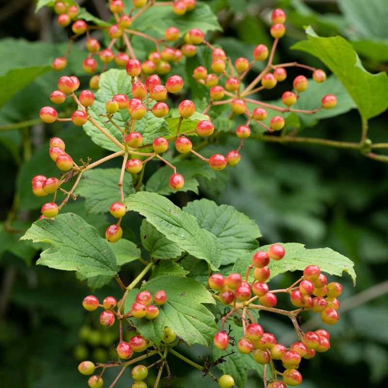 Mapleleaf Viburnum Mapleleaf Viburnum