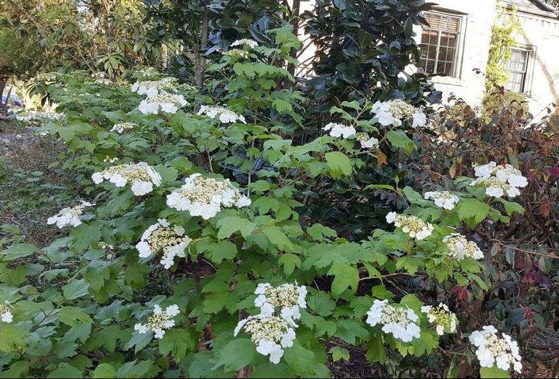 Mapleleaf Viburnum Mapleleaf Viburnum