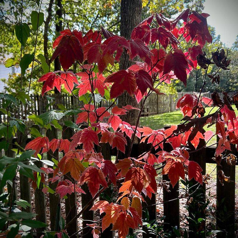 Mapleleaf Viburnum Mapleleaf Viburnum