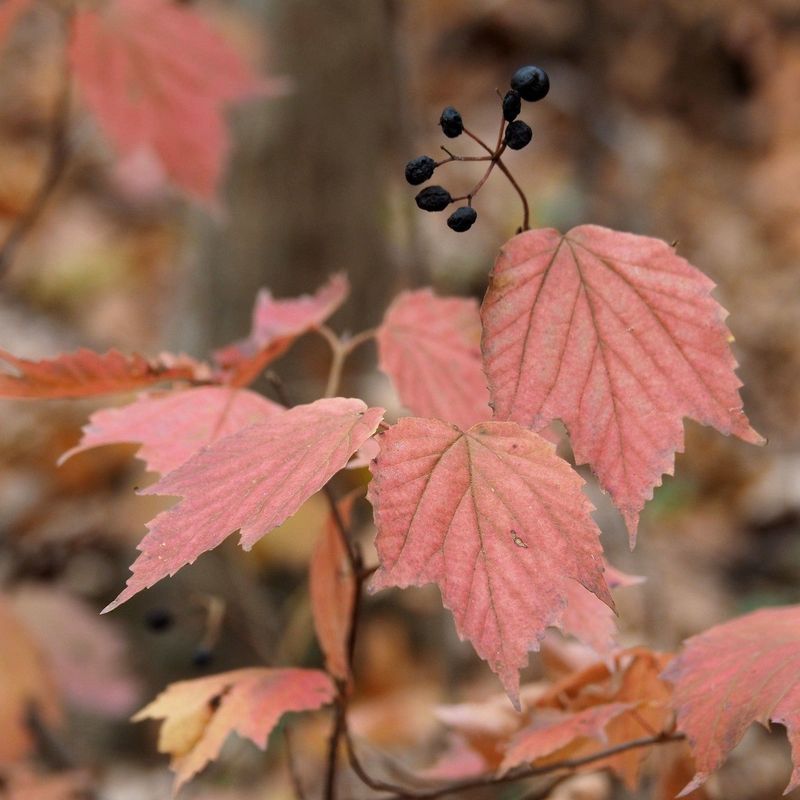 Mapleleaf Viburnum Brings Gentle Beauty To Shade