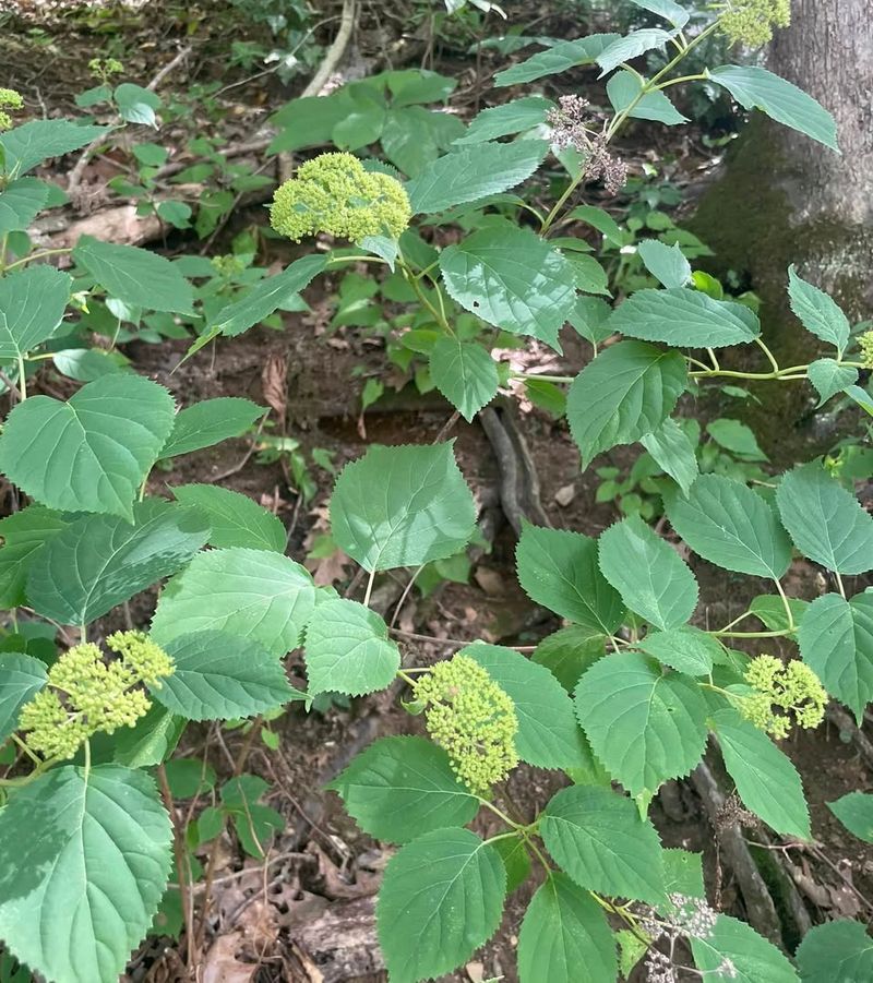 Mapleleaf Viburnum (Viburnum Acerifolium)