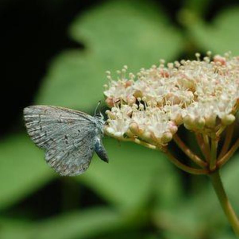 Mapleleaf Viburnum