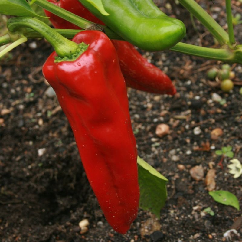 Marconi Peppers Do Well In Warm Weather Marconi Peppers Do Well In Warm Weather