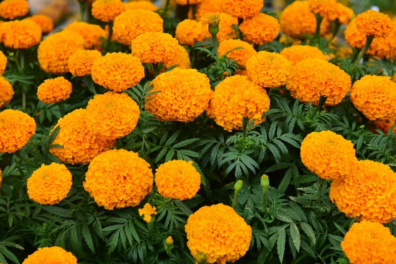 Marigold