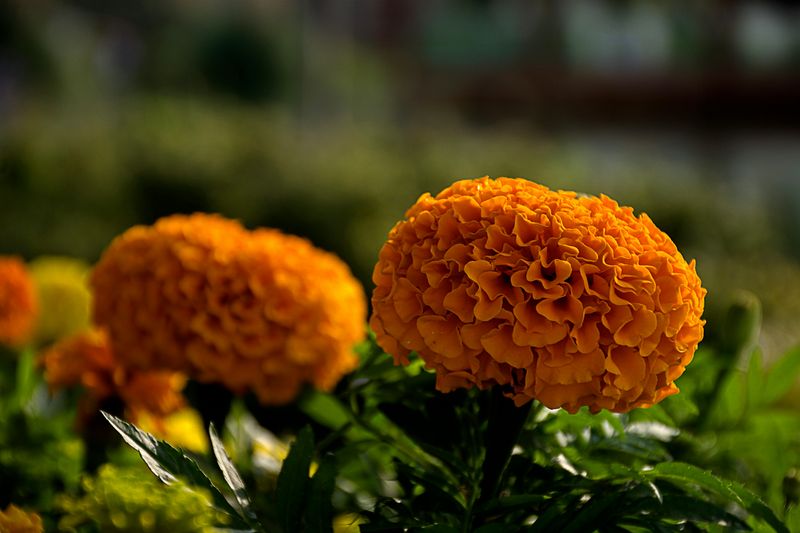 Marigold