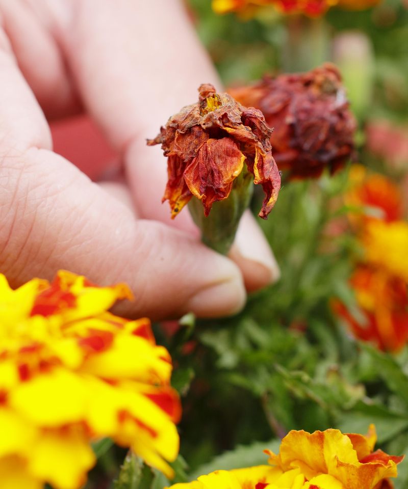 Marigold