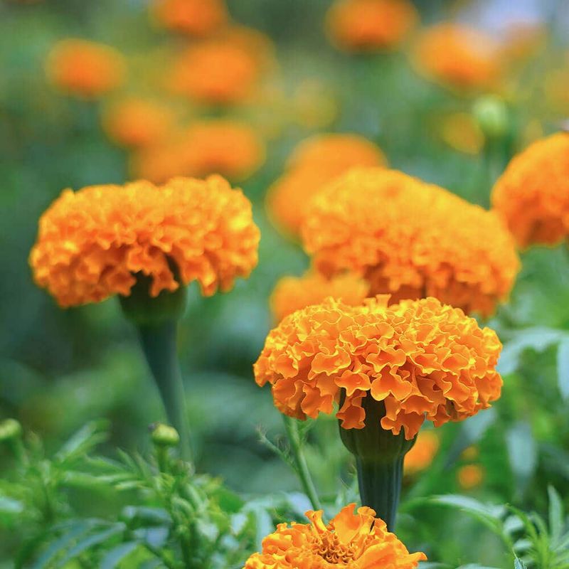 Marigold