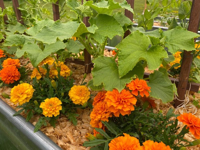 Marigold