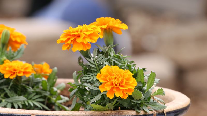 Marigold
