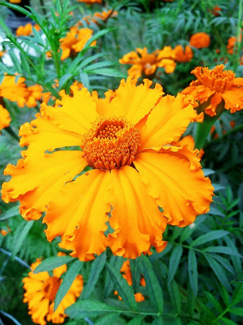 Marigold