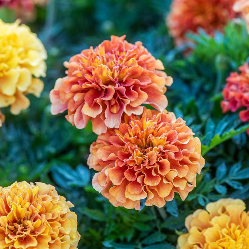 Marigold Keeps Summer Pots And Beds Looking Bright