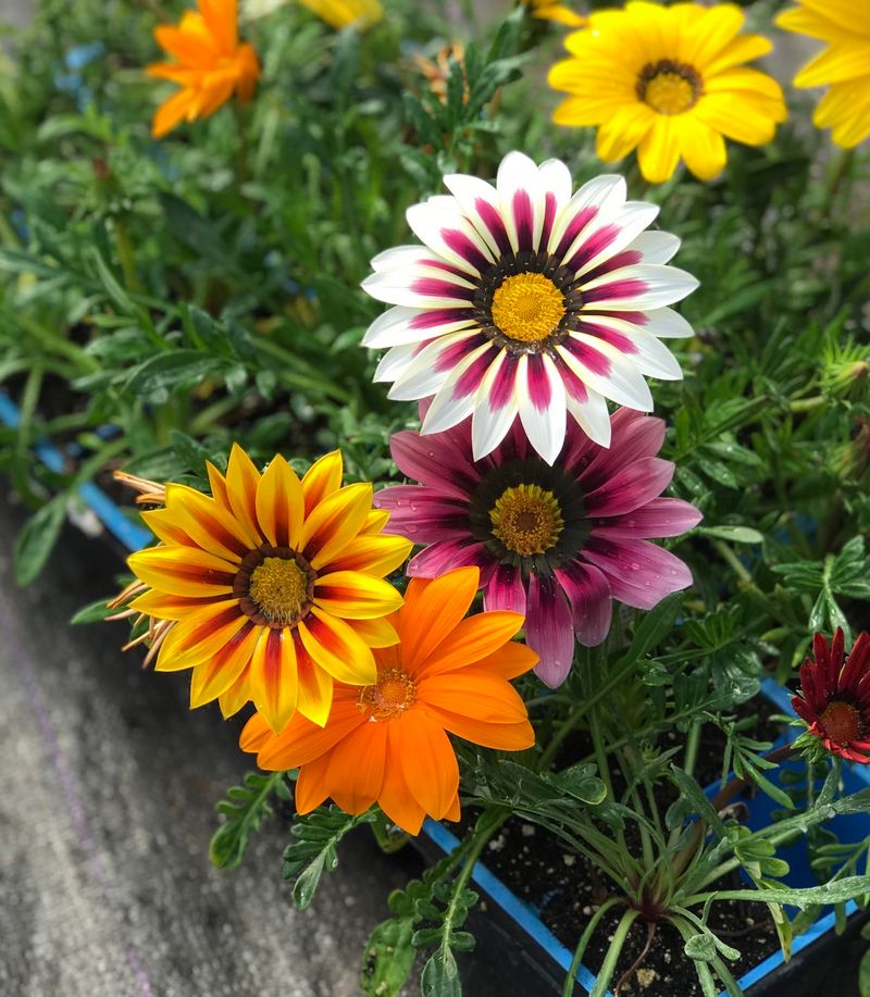 Gazania Lasts Longer In Full Sun