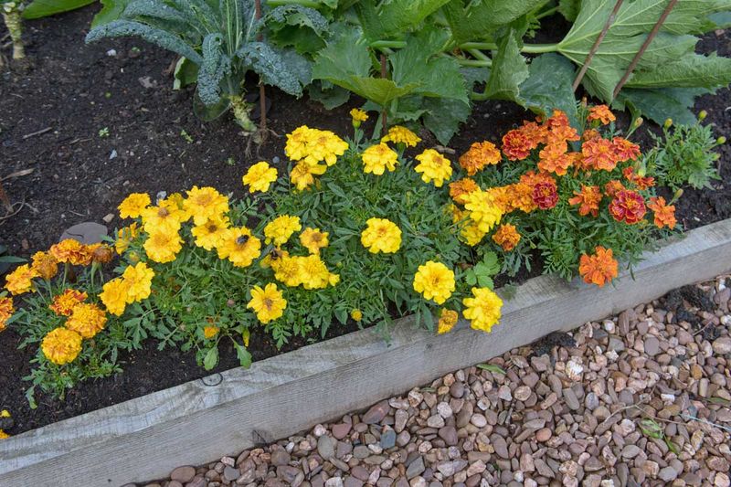 Marigold Supports A Healthier, Happier Garden Bed
