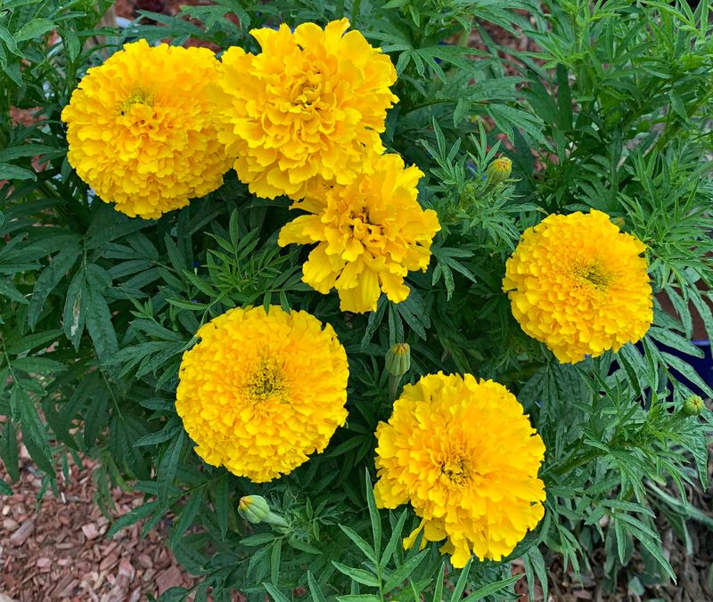 Marigold (Tagetes patula, Tagetes erecta)