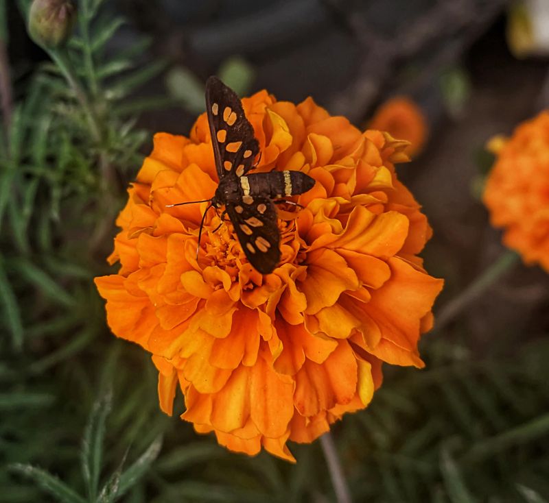 Marigolds