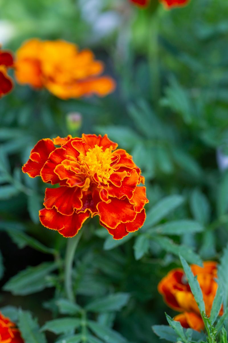 Marigolds