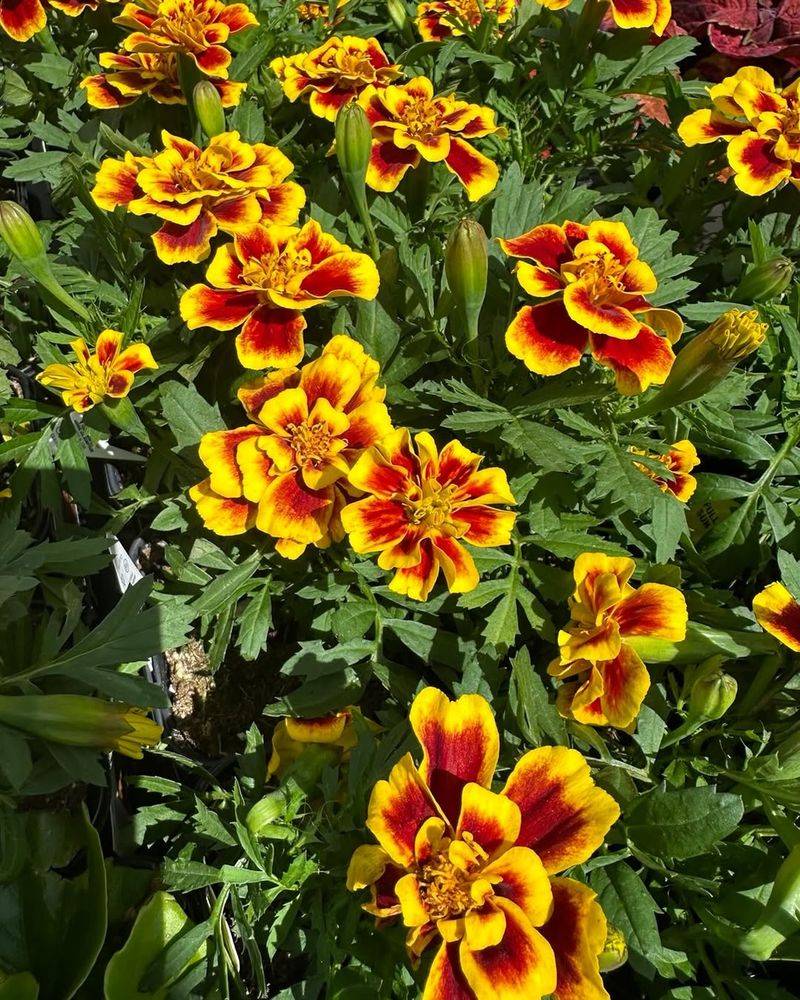Marigolds