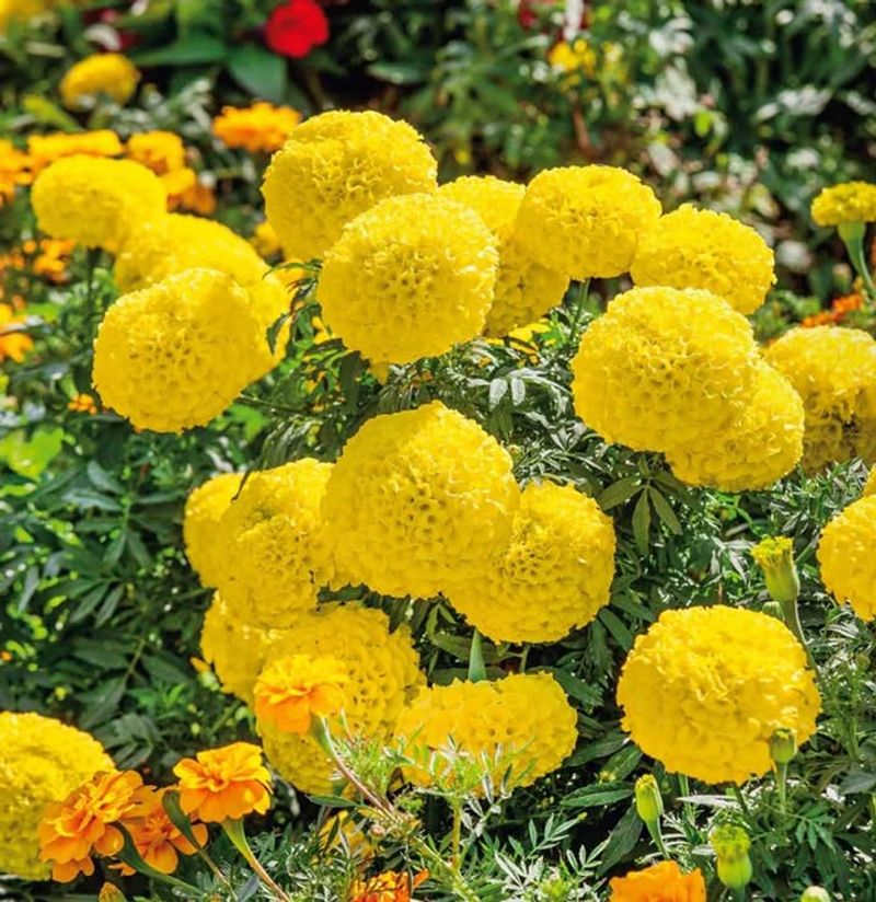 Marigolds