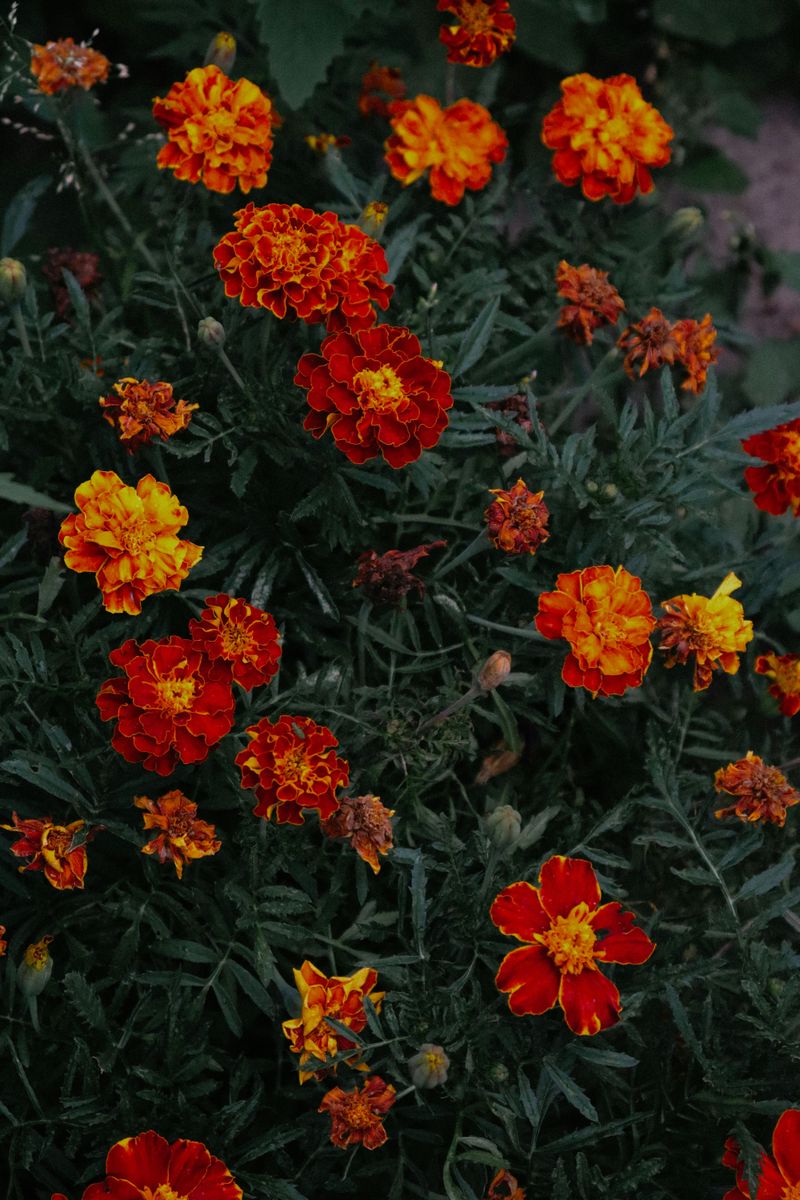 Marigolds