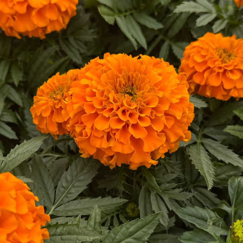 Marigolds Marigolds