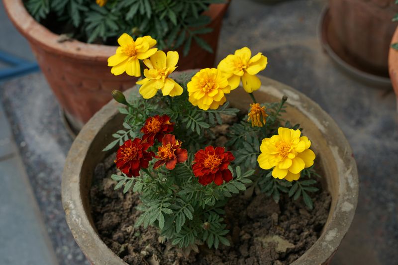 Marigolds Add Color While Scenting The Patio