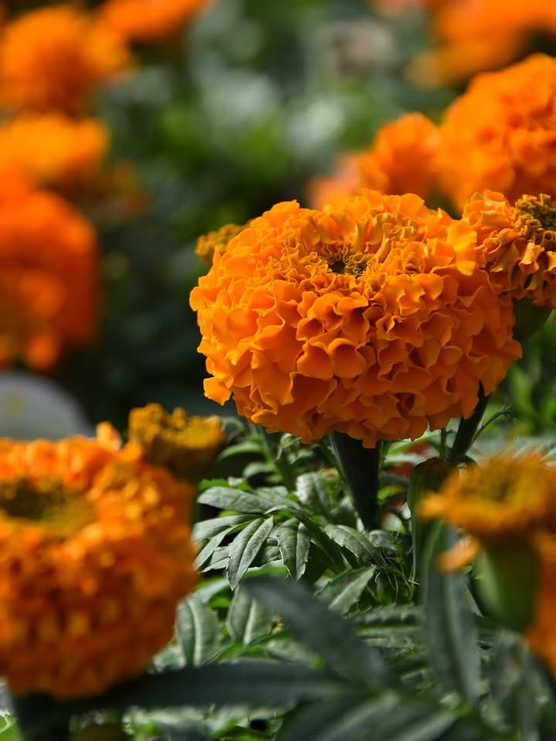 Marigolds Add Strong Scent Near Vegetable Beds