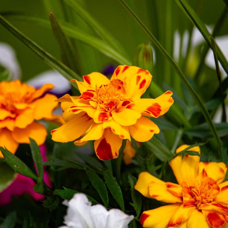 Marigolds Bring Bright Color As Beds Fill In
