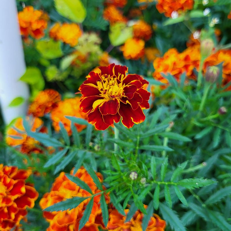 Marigolds Bring Bright Color To Busy Garden Beds