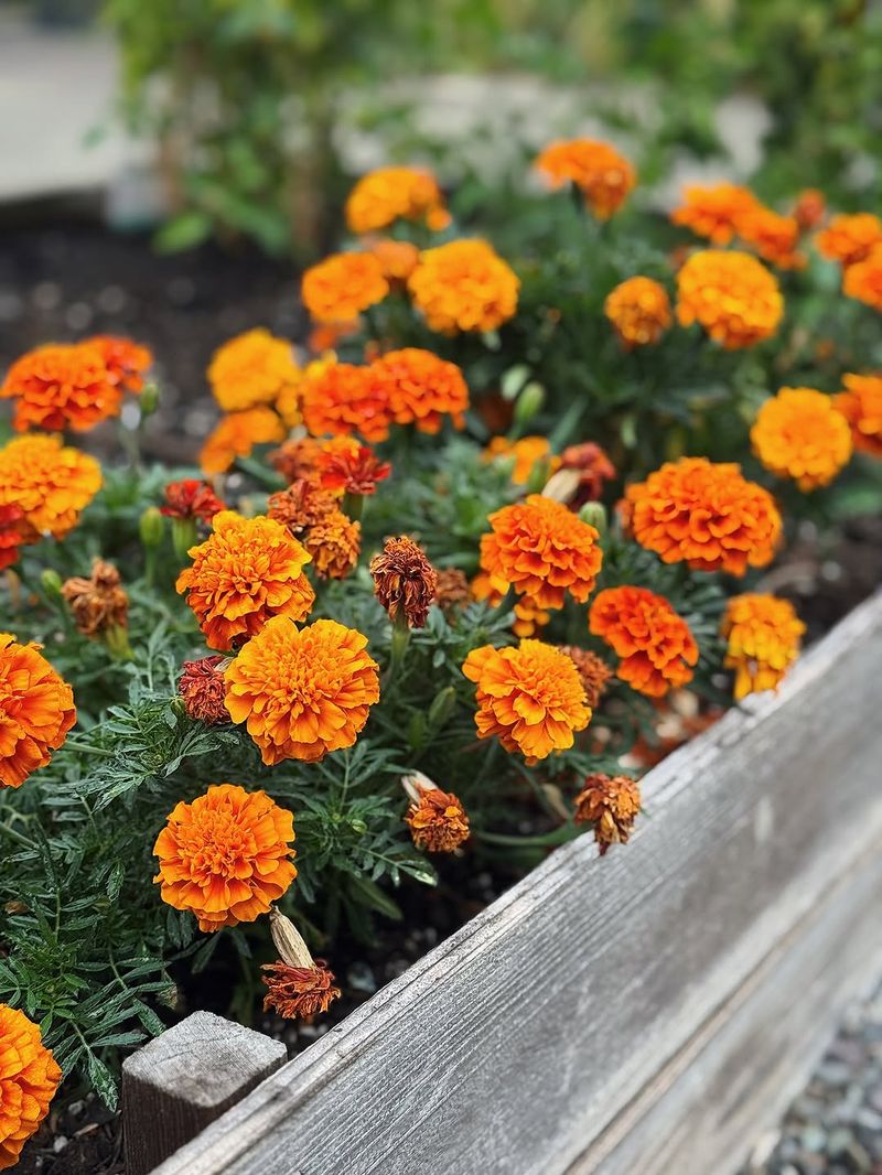 Marigolds Bring Bright Color To Sunny Garden Beds