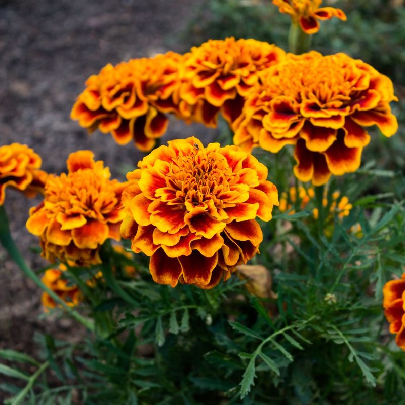 Marigolds Bring Classic Color Through Fall
