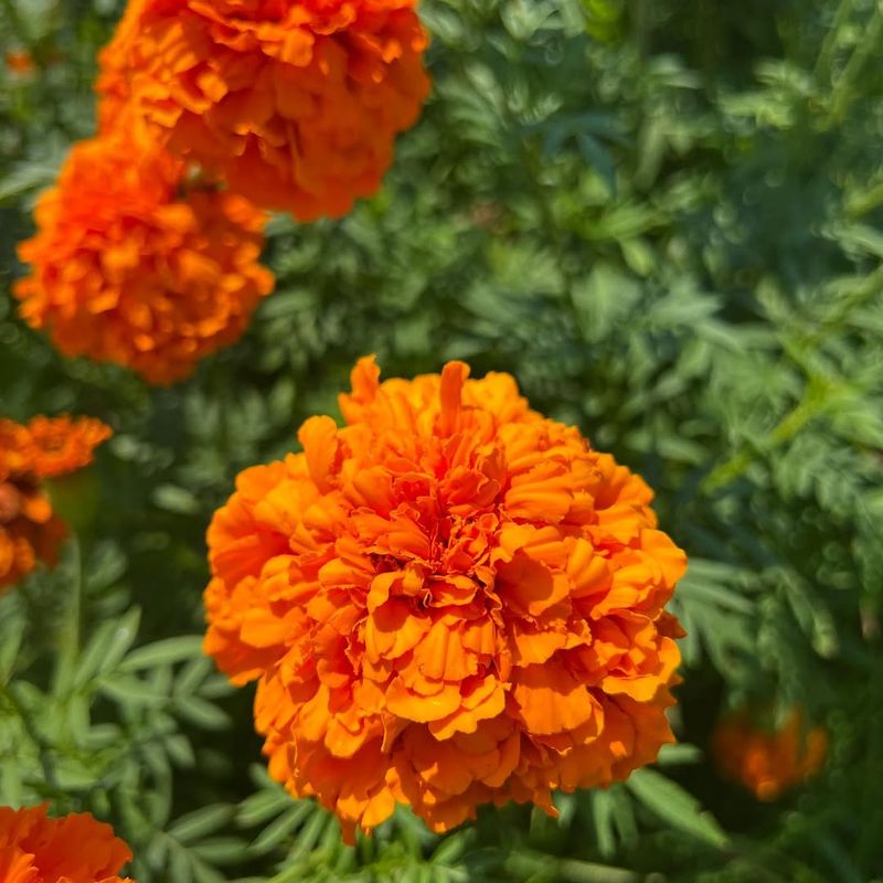 Marigolds Give Off A Distinct Garden Aroma Marigolds Give Off A Distinct Garden Aroma