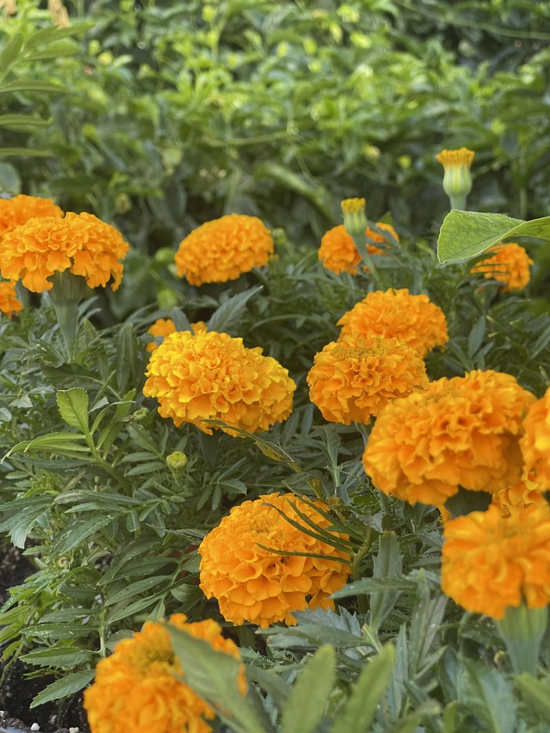 Marigolds Grow Well In Soil Amended With Eggshells
