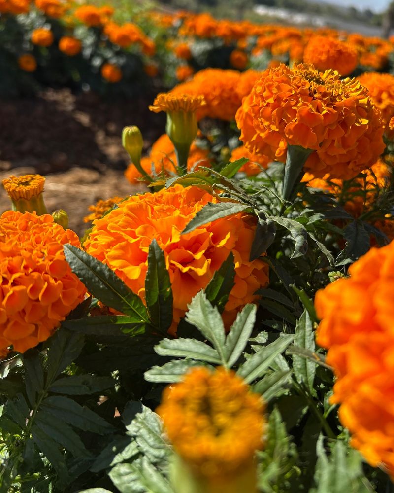 Marigolds Help Keep Ladybugs Close To Garden Beds