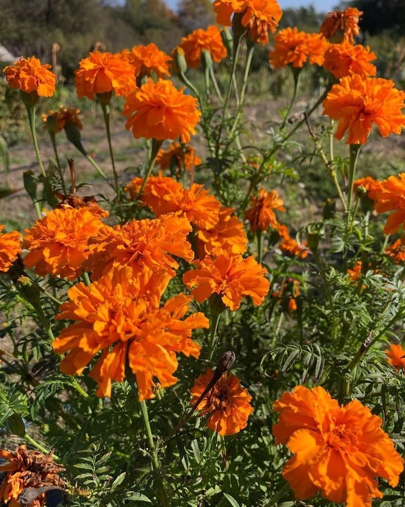 Marigolds Help Reduce Mosquito Activity Naturally