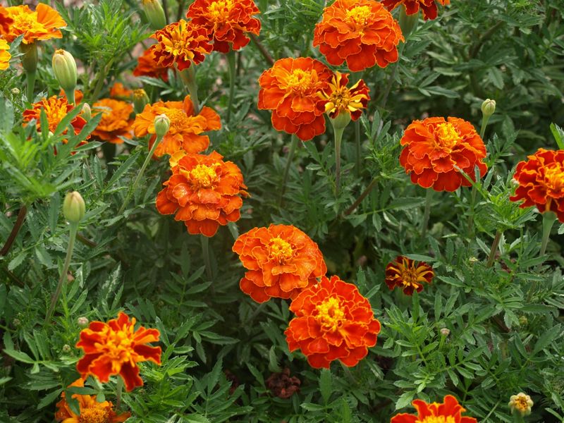 Marigolds Keep Blooming Through Summer Heat