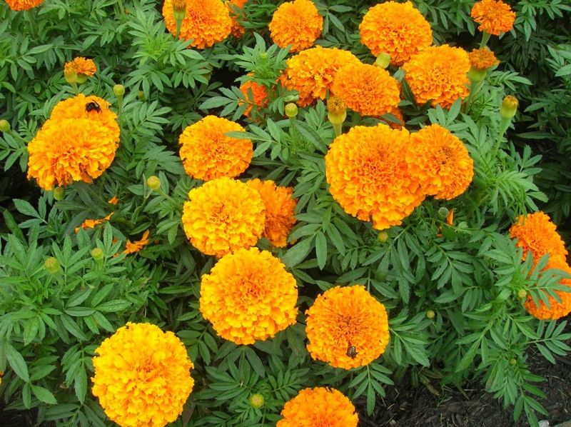 Marigolds Stay Tidier With Regular Deadheading