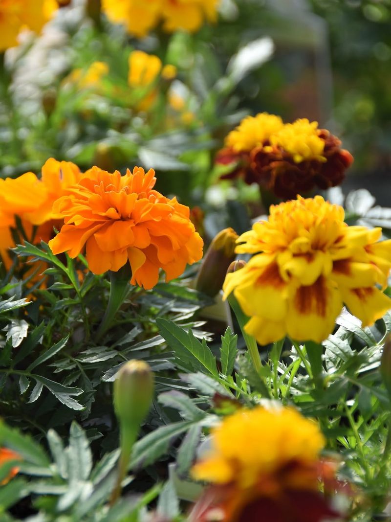 Marigolds (Tagetes patula) Add Color While Helping Reduce Some Flying Pests