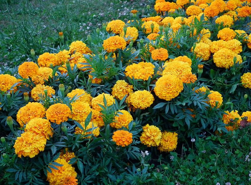 Marigolds (Tagetes spp.)