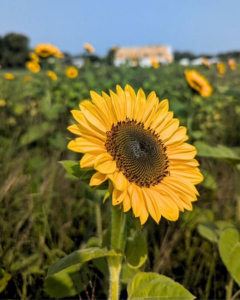 Sunflowers