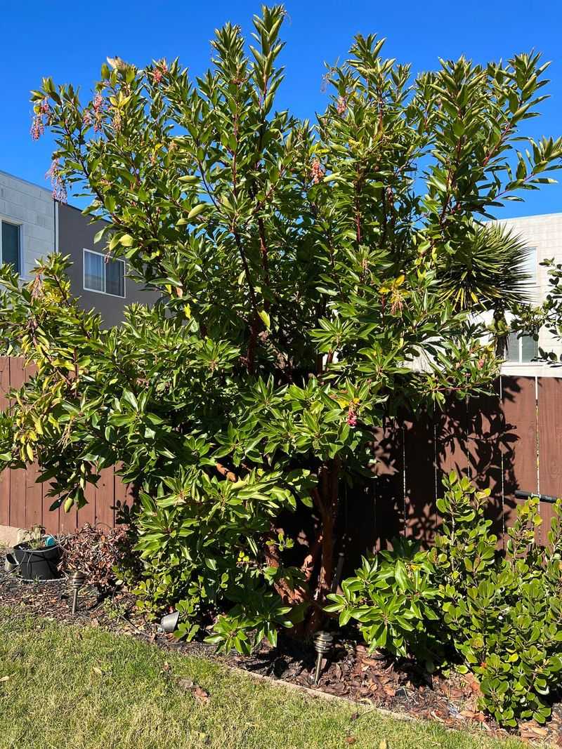 Marina Strawberry Tree Adds Screening With Polished Evergreen Leaves