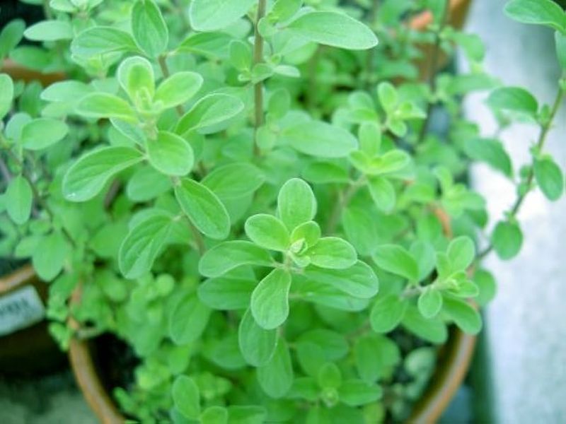 Marjoram Softens Patio Pots With Herbal Scent