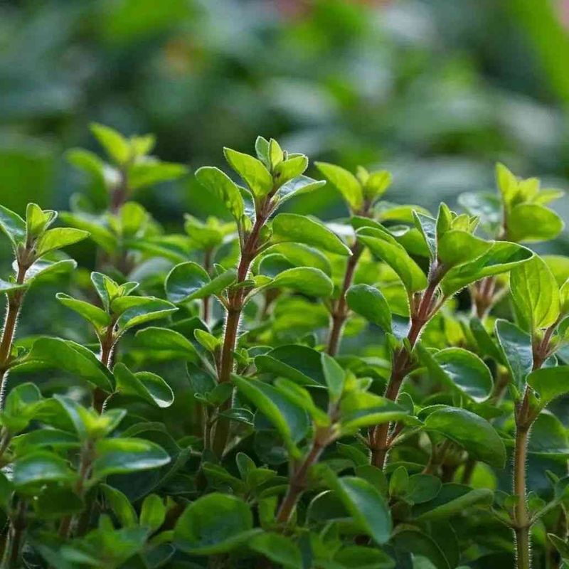 Marjoram Stays Soft And Productive In Warm Weather
