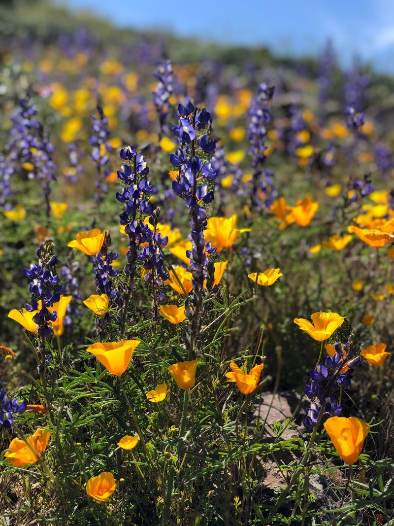 Mark Successful Bloom Areas Before Next Spring Arrives