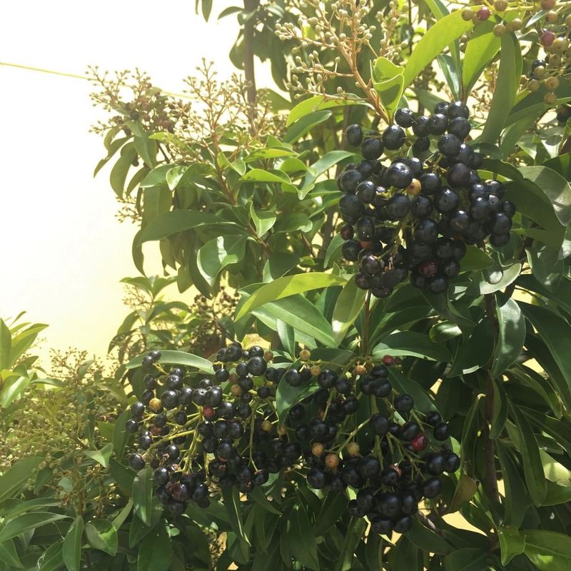 Marlberry Adds Glossy Privacy In Warm Regions