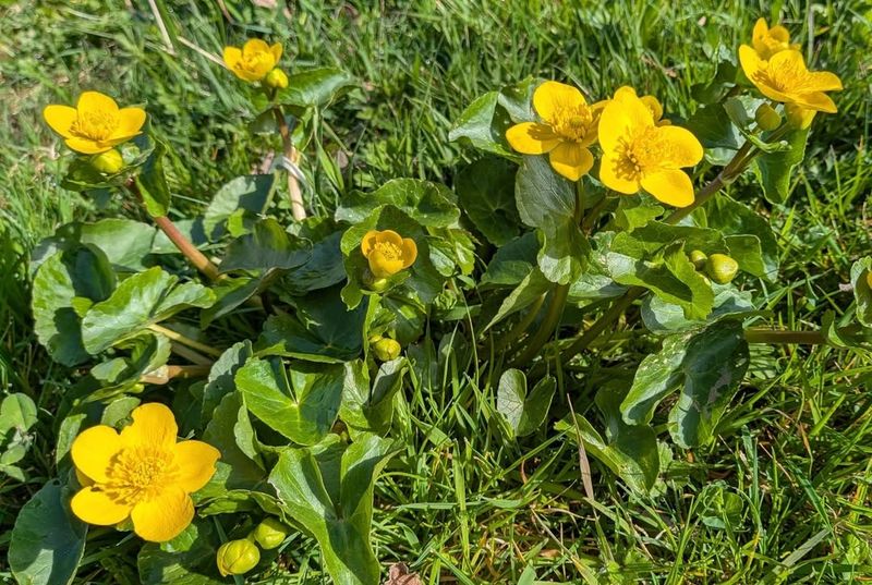 Marsh Marigold (Caltha palustris)