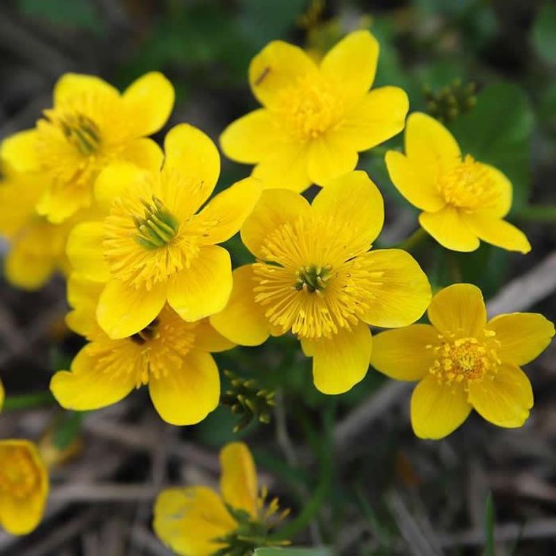 Marsh Marigold Marsh Marigold
