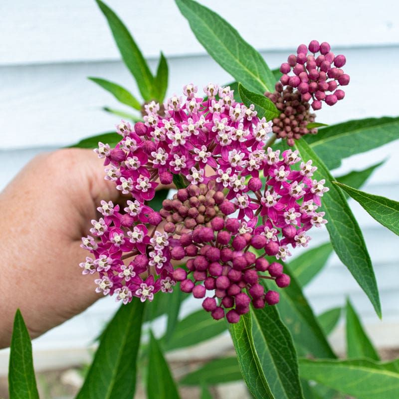 Marsh Milkweed Can Struggle In Dry Michigan Gardens