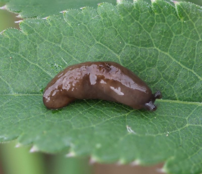 Marsh Slug