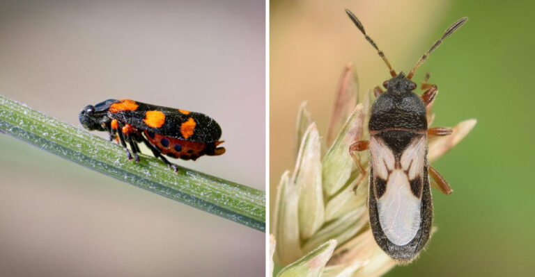 Maryland Lawn Pests That Mimic Drought Damage (And How to Tell Them Apart)