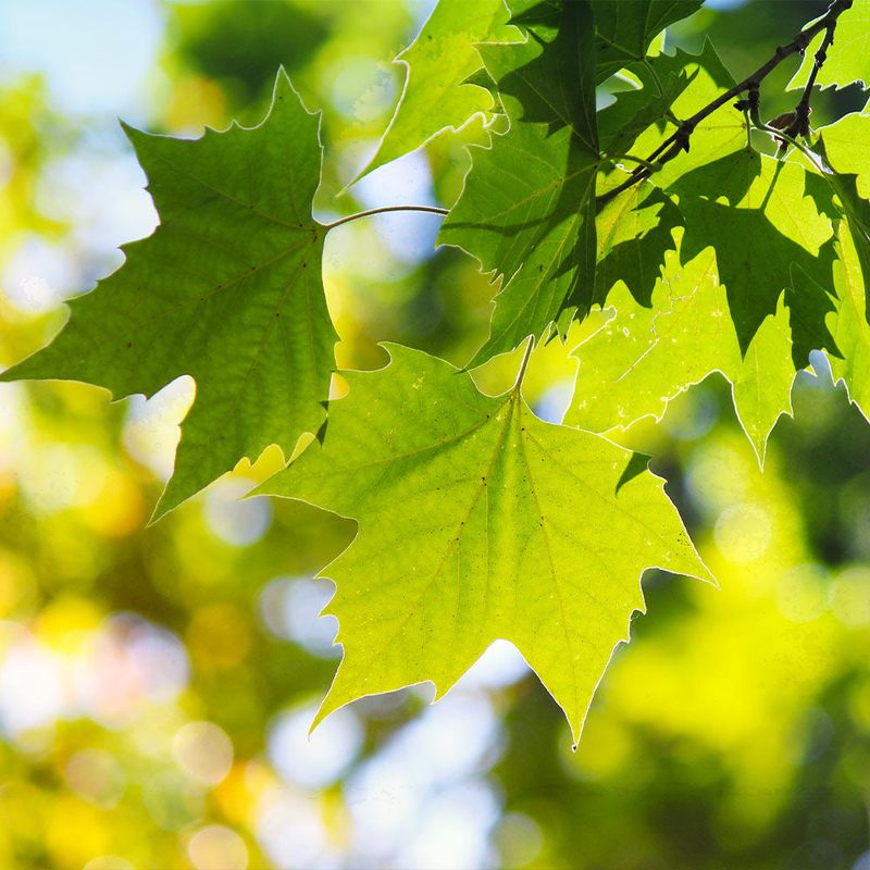 Massive Leaves Create Deep, Cooling Canopy Cover